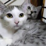 寂しがり屋の子猫は相棒よ一緒にいたいよ。【赤ちゃん猫】【保護猫　子猫】