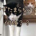 #猫#おもしろ猫#おしゃべり猫  野良猫ちゃんにご飯をあげる飼い主を見て不安になる姉妹