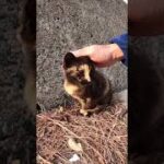 子猫のサビ猫が膝の上に乗ってきた