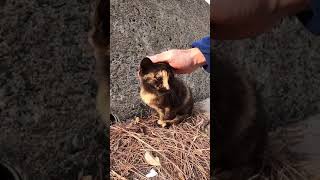 子猫のサビ猫が膝の上に乗ってきた