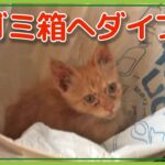 子猫がいきなりゴミ箱にダイブ！（小さい頃のルー）