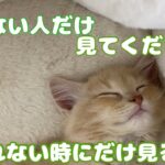 【睡眠用】睡眠を促進させる子猫の動画