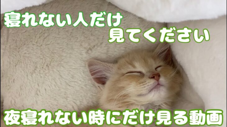 【睡眠用】睡眠を促進させる子猫の動画