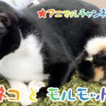 可愛すぎてごめん！！猫とモルモットの癒し動画✨🐱×🐹💕