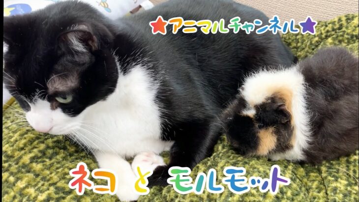 可愛すぎてごめん！！猫とモルモットの癒し動画✨🐱×🐹💕