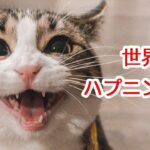 【世界の猫 ハプニング集】激カワおもしろ動画が盛りだくさん！！