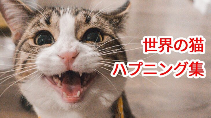 【世界の猫 ハプニング集】激カワおもしろ動画が盛りだくさん！！