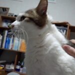 まだまだ寒いにゃん【癒し猫】