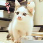 子猫がおかわり欲しいアピールの熱い視線を送ってきます【赤ちゃん猫】【保護猫　子猫】