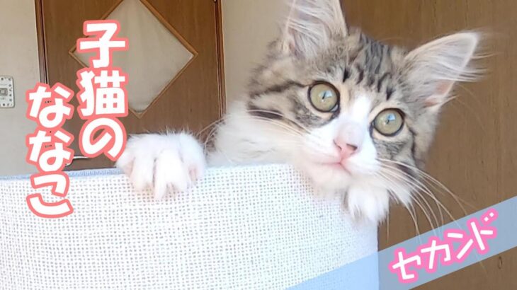 くつろいでいても飼い主のために遊んであげる子猫がこちら【保護猫ななこセカンド】