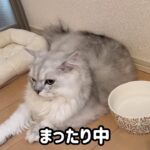 なぜそこに【ペルシャ猫　面白動画　猫動画】