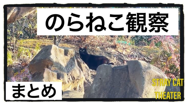 のらねこ観察動画【まとめ〜前編〜】| ハプニング満載