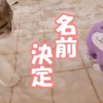 子猫にあげた新しいお友達の名前が決まりました！【保護猫／生後４か月】