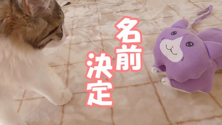 子猫にあげた新しいお友達の名前が決まりました！【保護猫／生後４か月】