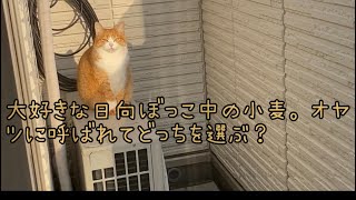 #猫#おしゃべり猫#おもしろ猫　　　　　　日向ぼっことオヤツどっちにする？？