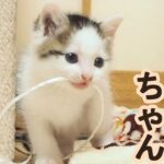 ばかりの頃の子猫まとめ動画【赤ちゃん猫】【保護猫　子猫】