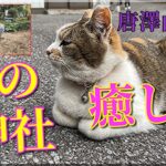 癒し系!! 猫たちがお出迎え！　唐澤山神社