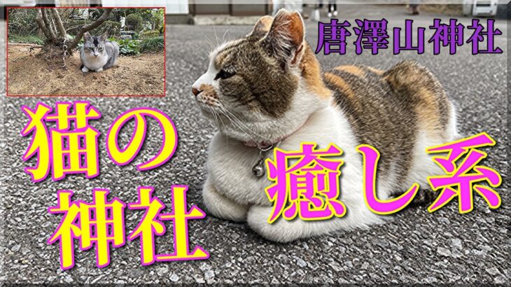 癒し系!! 猫たちがお出迎え！　唐澤山神社