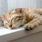 窓のヘリに乗っかってすやすや眠る小さな子猫