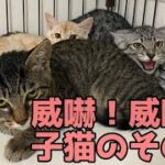 威嚇威嚇の子猫達の保護覚えてますか？その後の事