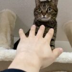 飼い主がゾンビになった時の凶暴猫の反応がこちら…