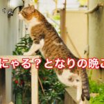 【癒し猫】気になるとなりの晩ごはん【かわいい】