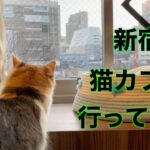 新宿の猫カフェ行ったよって動画【癒し系】