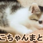 子猫がぴょんぴょん跳ねてはしゃいでる動画をまとめました【赤ちゃん猫】【保護猫　子猫】