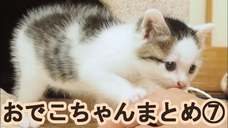 子猫がぴょんぴょん跳ねてはしゃいでる動画をまとめました【赤ちゃん猫】【保護猫　子猫】