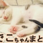 子猫がかわいいポーズやへんてこな所で寝ている動画をまとめました【赤ちゃん猫】【保護猫　子猫】