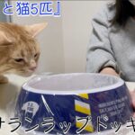 【ニートvs猫5匹】猫にサランラップドッキリ改を仕掛けてみた！