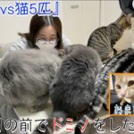 【ニートvs猫5匹】猫の目の前でドミノをした結果ww（おまけ動画付き）