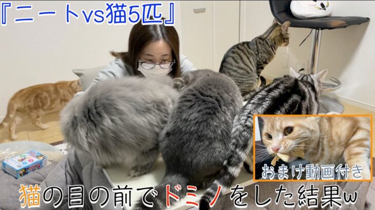 【ニートvs猫5匹】猫の目の前でドミノをした結果ww（おまけ動画付き）