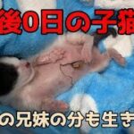 生後0日の子猫２【子育て出来なかったママ。子猫3匹はお空へ。兄妹の分も生きる】