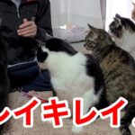 【猫】キレイキレイ♪癒しの猫ちゃんたちを20分間たっぷりと！