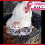 【まさか】ニワトリが温めていたのは…３匹の子猫！？　イラク（2021年4月19日放送「news every.」より）