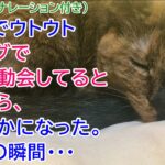 243【猫のびっくり話・ナレーション付き】ベッドでウトウトリビングで猫の運動会してると思ったら、急に静かになった。と、次の瞬間・・・