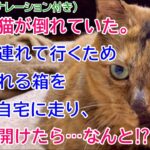 253【NNNな話・ナレーション付き】道端に猫が倒れていた。病院に連れて行くため猫を入れる箱を取りに自宅に走り、玄関を開けたら…なんと⁉