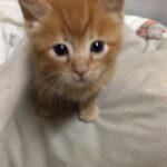 【生後36日目】よちよち歩きの赤ちゃん猫癒しライブ配信中🐯💕Tiny Rescued Kitten’s Live Streaming