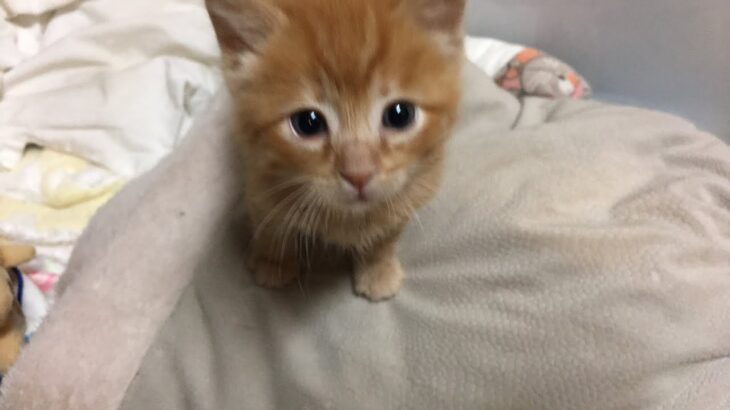 【生後36日目】よちよち歩きの赤ちゃん猫癒しライブ配信中🐯💕Tiny Rescued Kitten’s Live Streaming