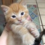 【生後38日目】よちよち歩きの赤ちゃん猫癒しライブ配信中🐯💕Tiny Rescued Kitten Live Stream