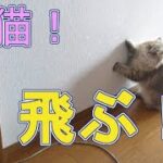 【ペルシャ猫 子猫動画＃42】鬼ごっこで遊ぶ子猫が、すごい！【チンチラゴールデン】