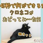 45秒で何ができる？黒猫が踊ってみたを練習中です #shorts