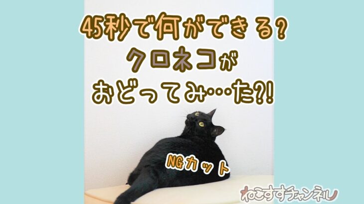 45秒で何ができる？黒猫が踊ってみたを練習中です #shorts