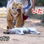 偽のライオンと偽の虎のいたずら犬に, 面白いビデオパート9 | 犬おかしい Prank, 犬 ,犬笑顔, ライオン,  いたずら犬