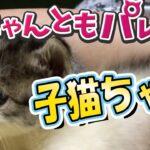 【ねこ動画まとめ】子猫ちゃんSP〜にゃんともパレード〜