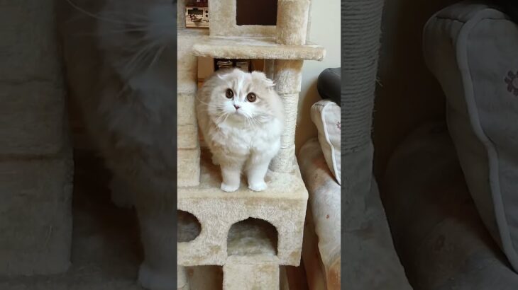 #Shorts「ほてちゃん」子猫がタワーで爪とぎ初目撃【スコティッシュフォールド】