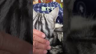 猫のヘアーの整えかた #Shorts