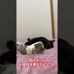 【おもしろ猫】喧嘩中に必殺技を繰り出す猫(cute cat)【#shorts】