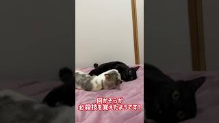 【おもしろ猫】喧嘩中に必殺技を繰り出す猫(cute cat)【#shorts】